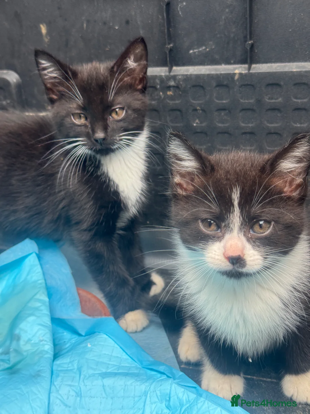 Mixed Breed cats for sale:  5 Adorable Kittens for Sale  - Advert 13