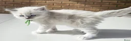 Ragdoll cats for sale: Champion Line Purebred Blue Point Mitted Ragdolls - Advert 24