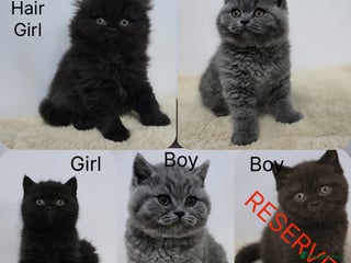 British Shorthair cats Gorgeous British Shorthair & Longhair Kittens - Advert 12