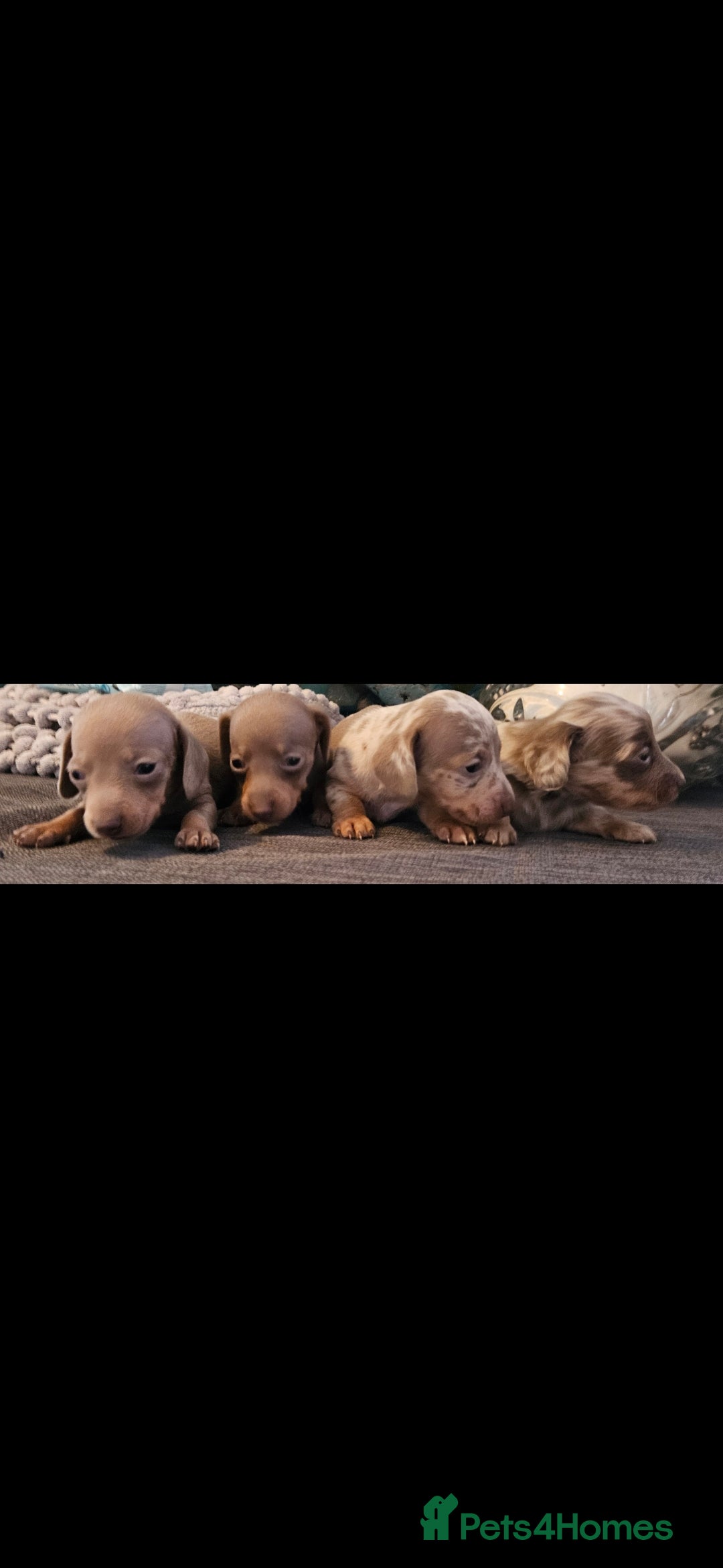 Miniature Dachshund dogs for sale: KC REGISTERED miniature DACHSHUND!!  - Image 10