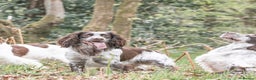 Sprocker dogs for stud: Sprocker for stud  in Blackwood - Advert 3