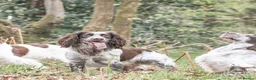 Sprocker dogs for stud: Sprocker for stud  in Blackwood - Advert 3