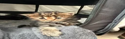 Maine Coon cats for sale: Main coon kittens - Advert 5