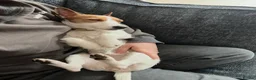 Jack Russell dogs for sale: Refining Pip - 19 month old jack russell terrier  in Redditch - Advert 6