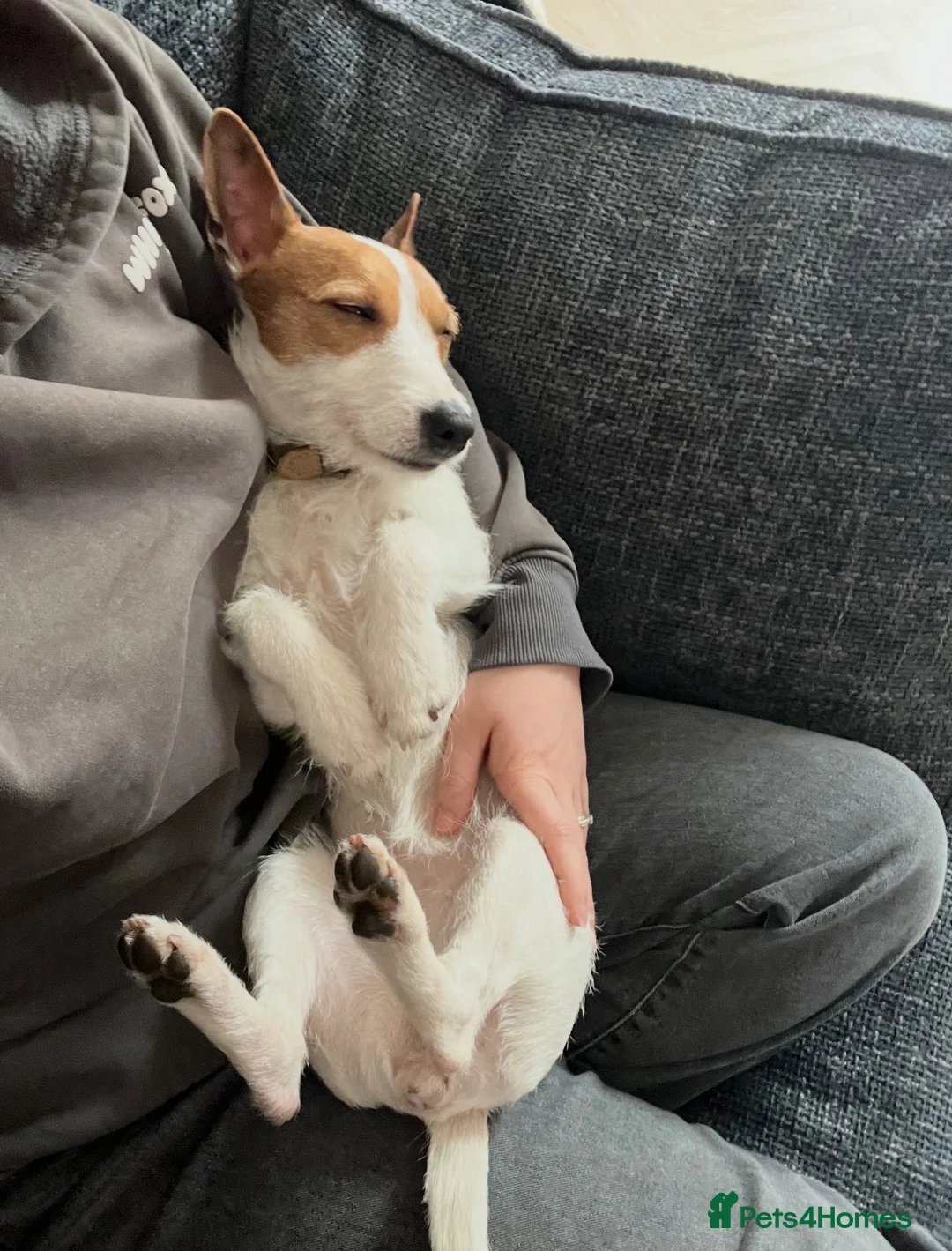 Jack Russell dogs for sale: Refining Pip - 19 month old jack russell terrier  in Redditch - Advert 6