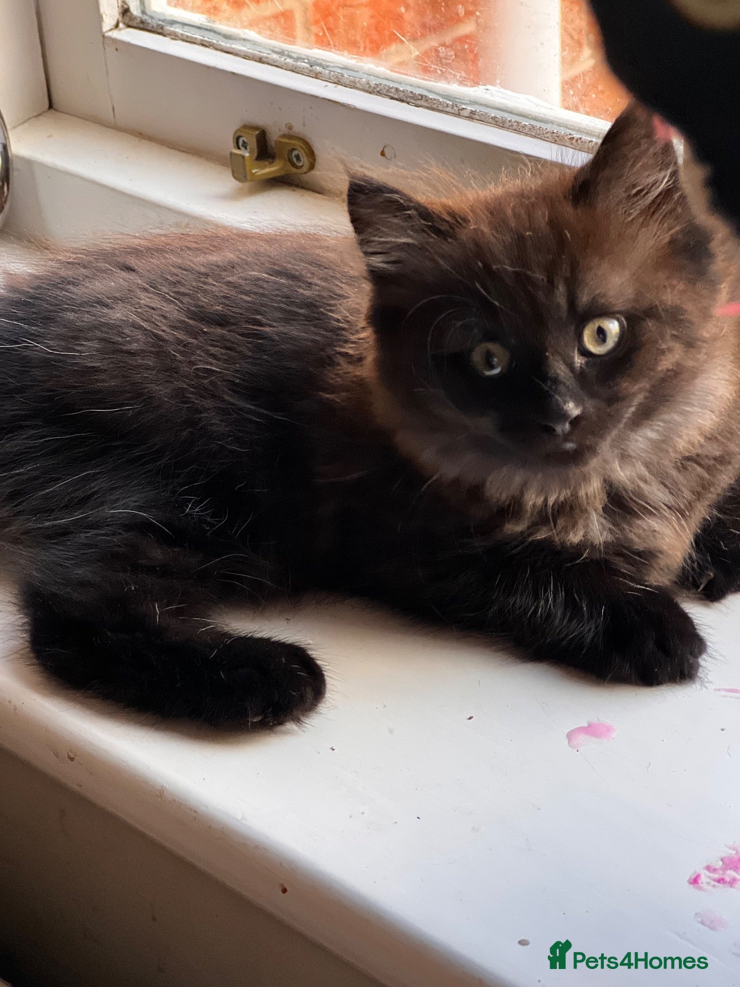Mixed Breed cats Male kitten long haired  - Advert 1