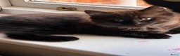 Mixed Breed cats for sale: Male kitten long haired  - Advert 1