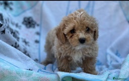 Poochon dogs for sale: Beautiful Poochons  - Image 24