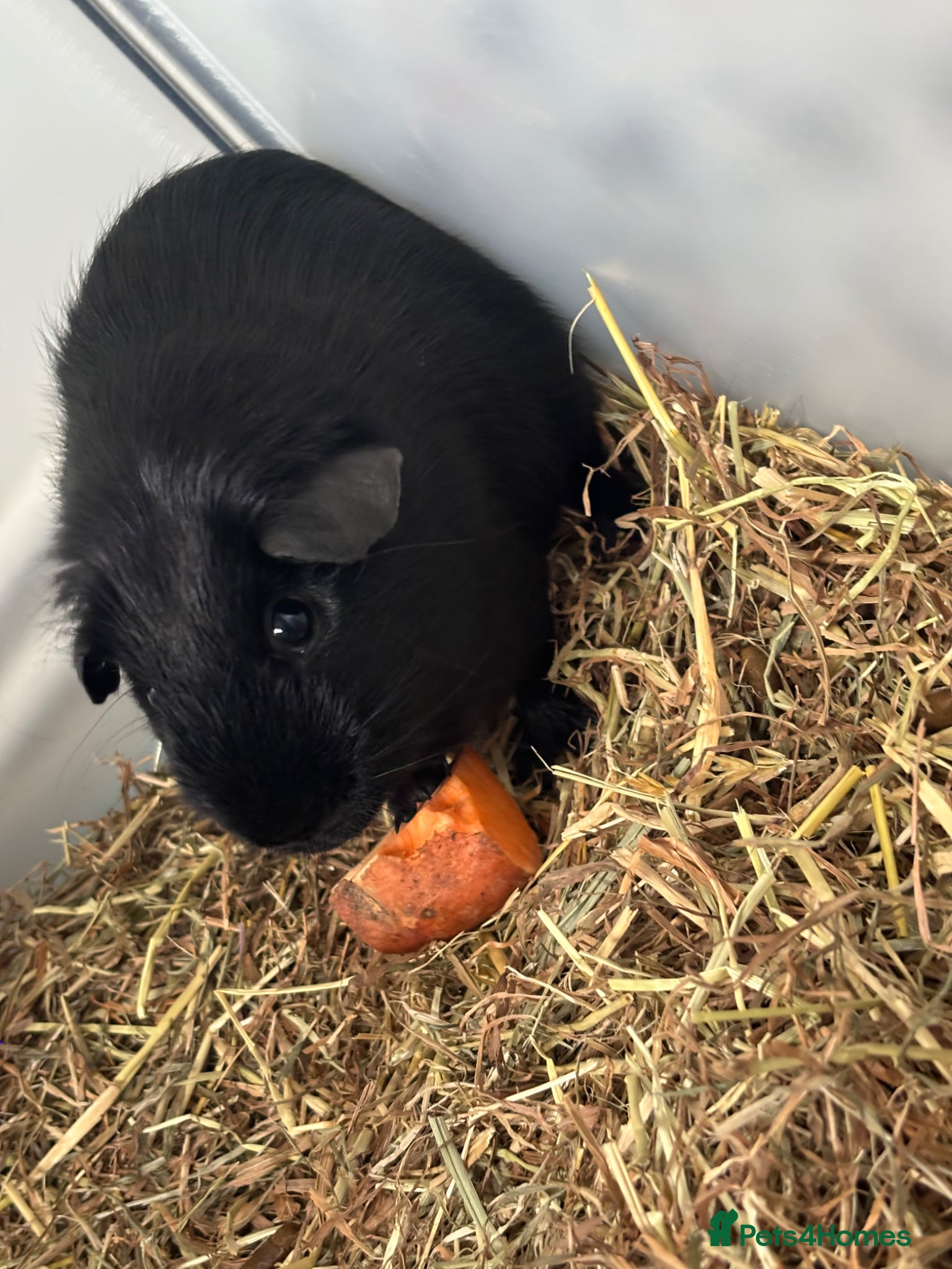 Guinea Pig rodents Boar Guinea Pig  - Advert 1