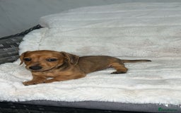 Dachshund dogs for sale: Adorable dachshund puppies ready for loving homes - Image 9