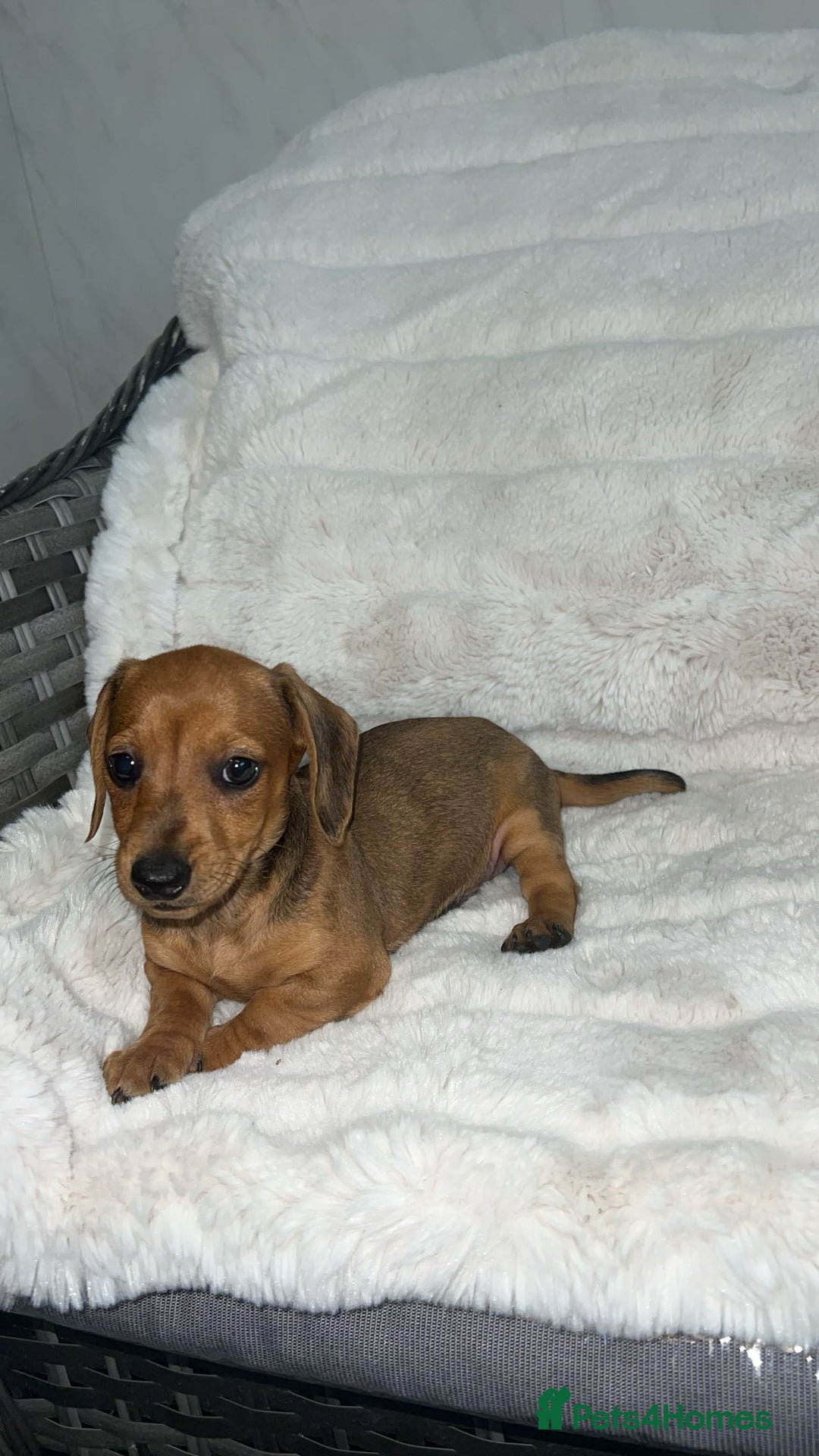 Dachshund dogs for sale: Adorable dachshund puppies ready for loving homes - Image 9