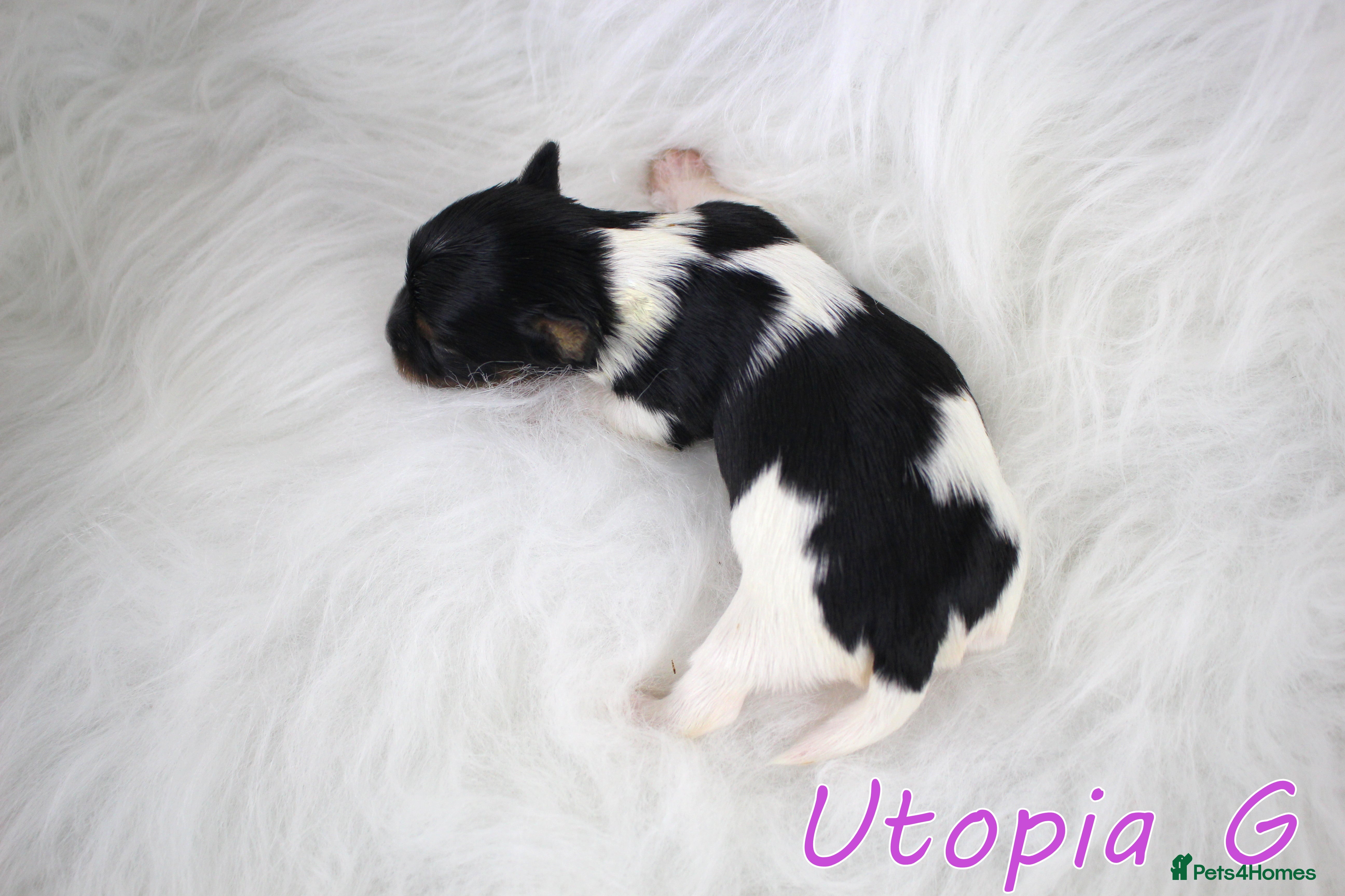 Biewer Terrier dogs ✨ Stunning Biewer & Merle Yorkies – Ready Apr 25 ✨ - Advert 9