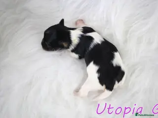 Biewer Terrier dogs ✨ Stunning Biewer & Merle Yorkies – Ready Apr 25 ✨ - Advert 9