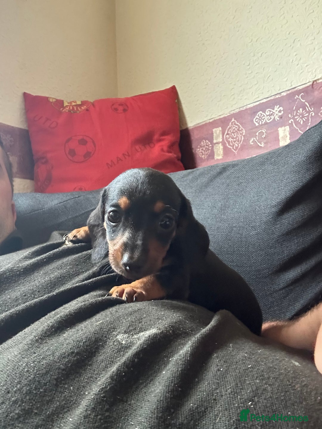 Dachshund dogs for sale: Dachshund pups  - Image 4