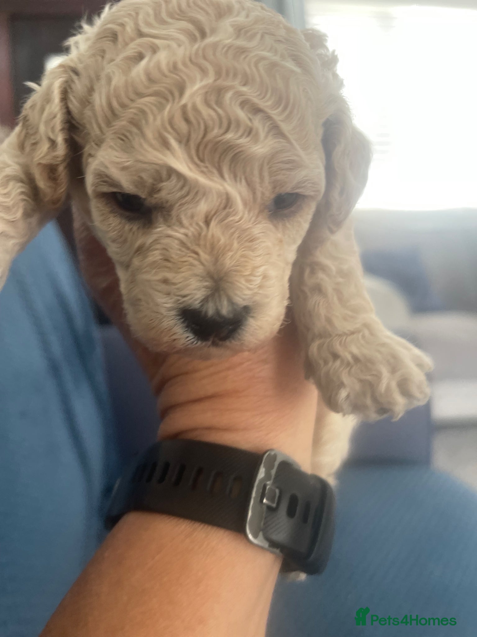 Toy Poodle dogs for sale: Kc registered toy poodle - Advert 11