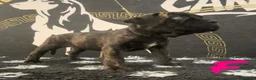 Cane Corso dogs for sale: Cane corso puppies in Rochford - Advert 7