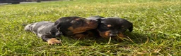 Miniature Dachshund dogs for sale: 5 stunning mini dachshunds for sale❤️🏡🥰 - Advert 9