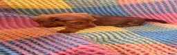 Mixed Breed dogs for sale: Dachshund/terrier puppies  - Advert 11