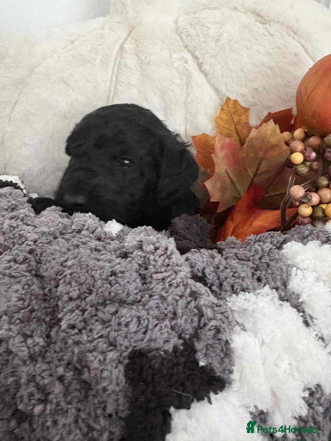 Mixed Breed dogs for sale: Double doodles  - Image 2