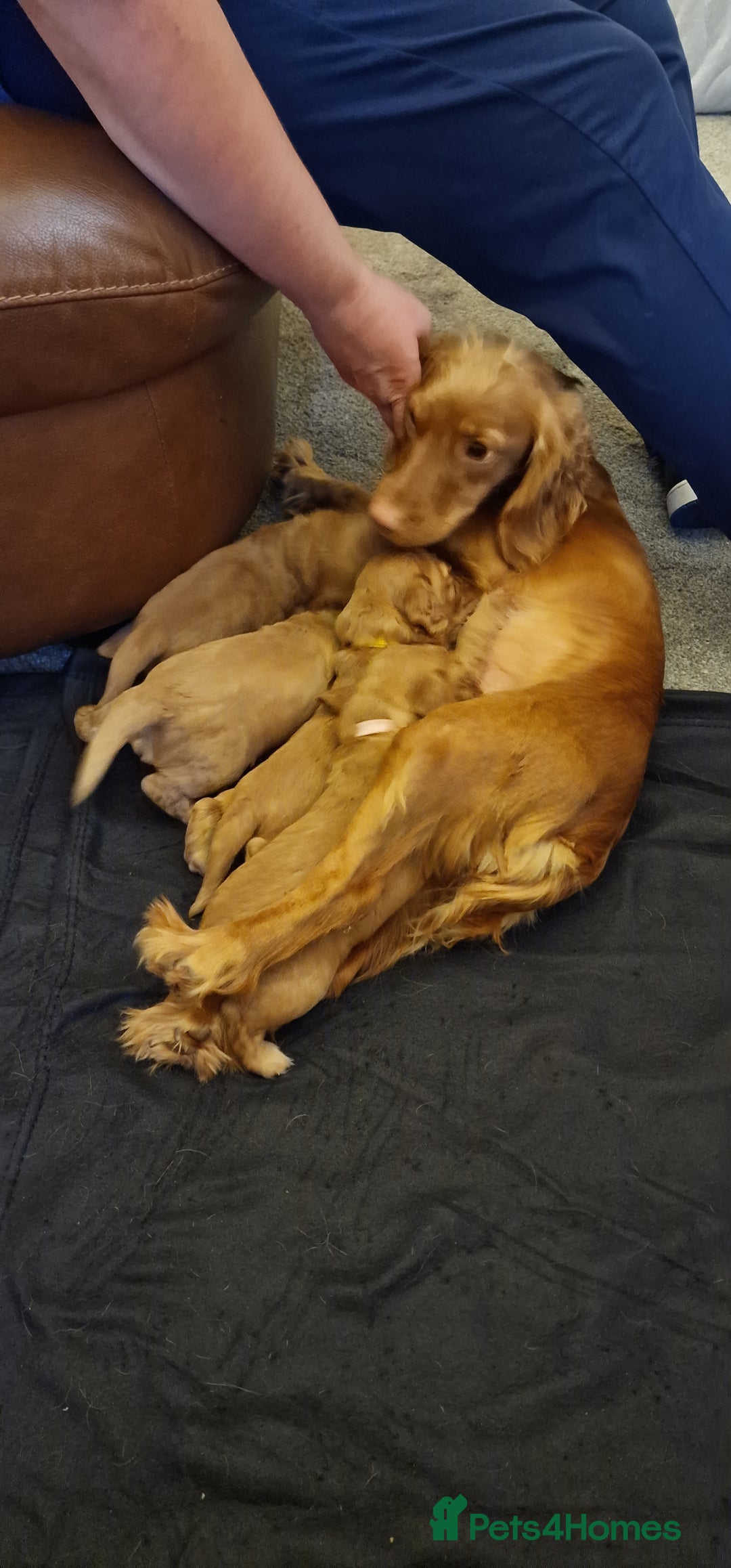 Cocker Spaniel dogs for sale: Cocker spaniel puppies - Image 9