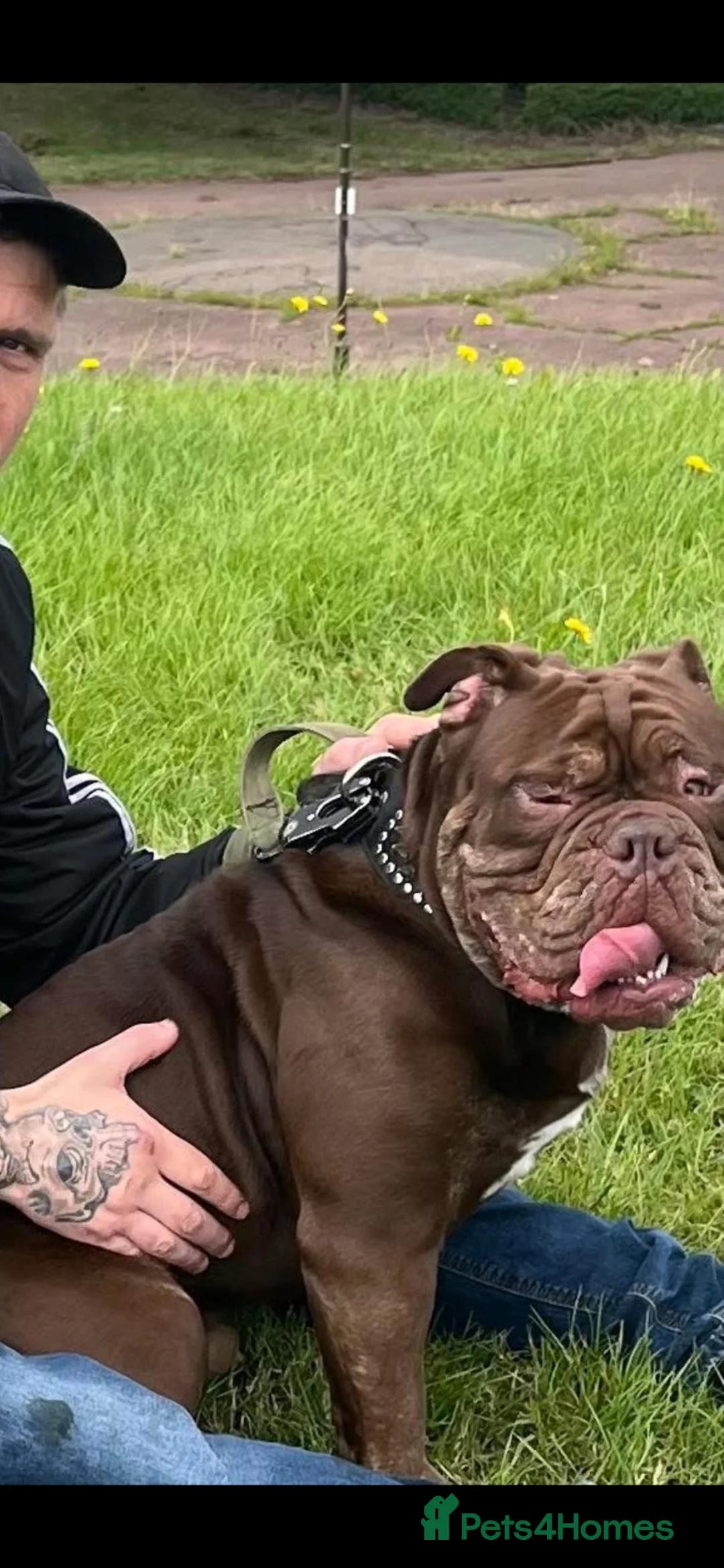 Olde English Bulldogge dogs for stud: Lokie in Milton Keynes - Advert 2