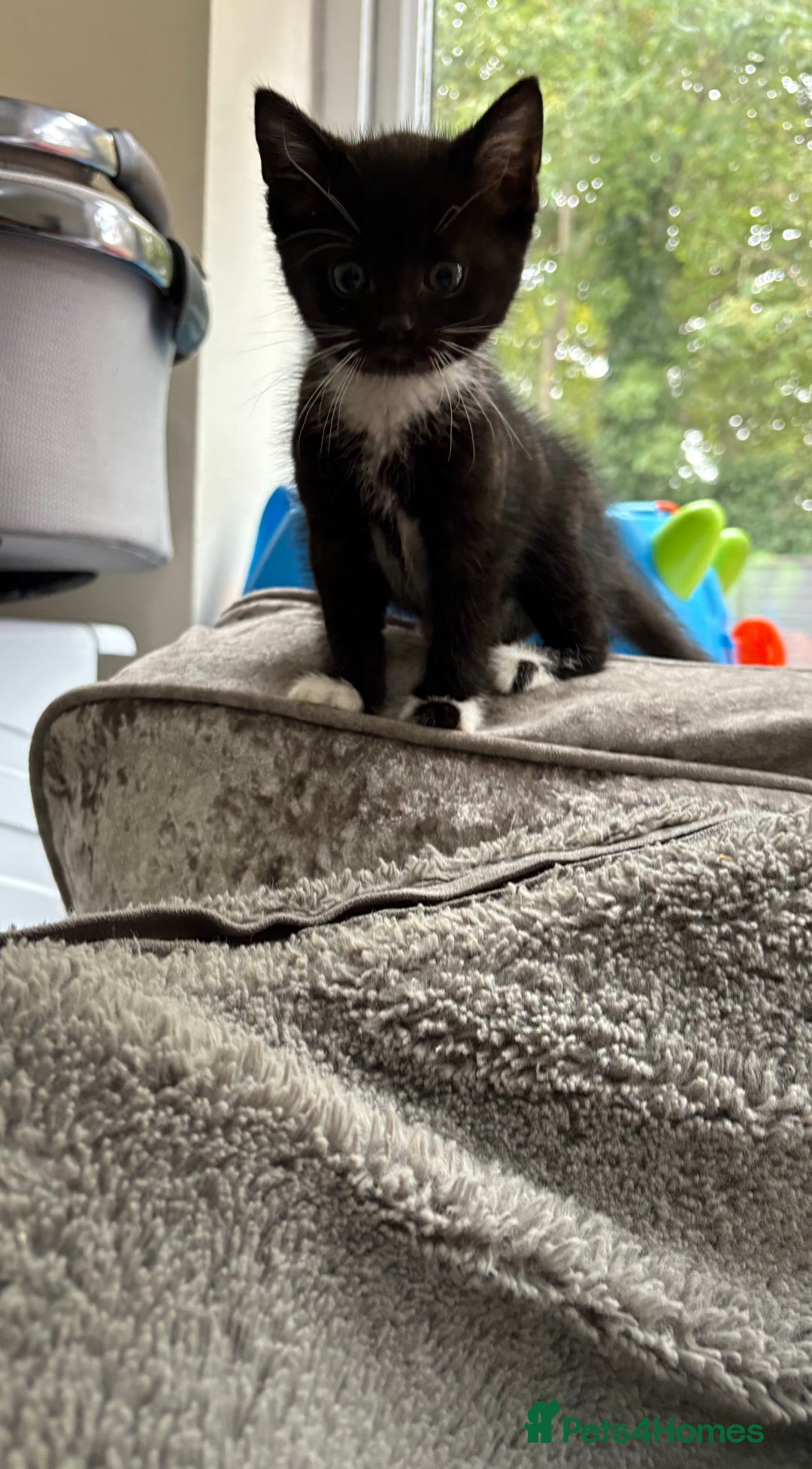 Domestic Shorthair cats for sale: 2 kittens looking forever home  - Image 2