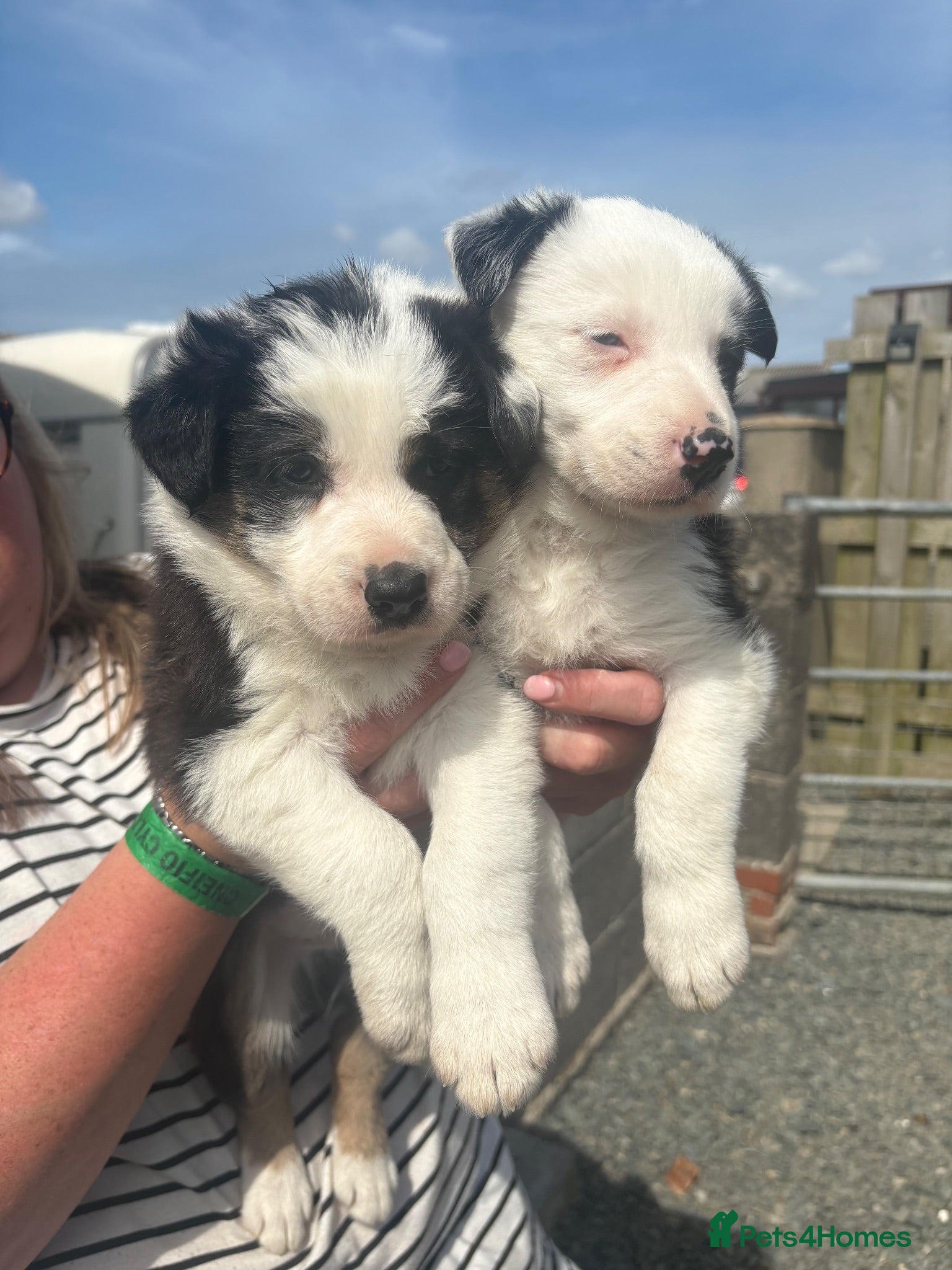 Border Collie dogs Border Collie Puppies - Advert 2