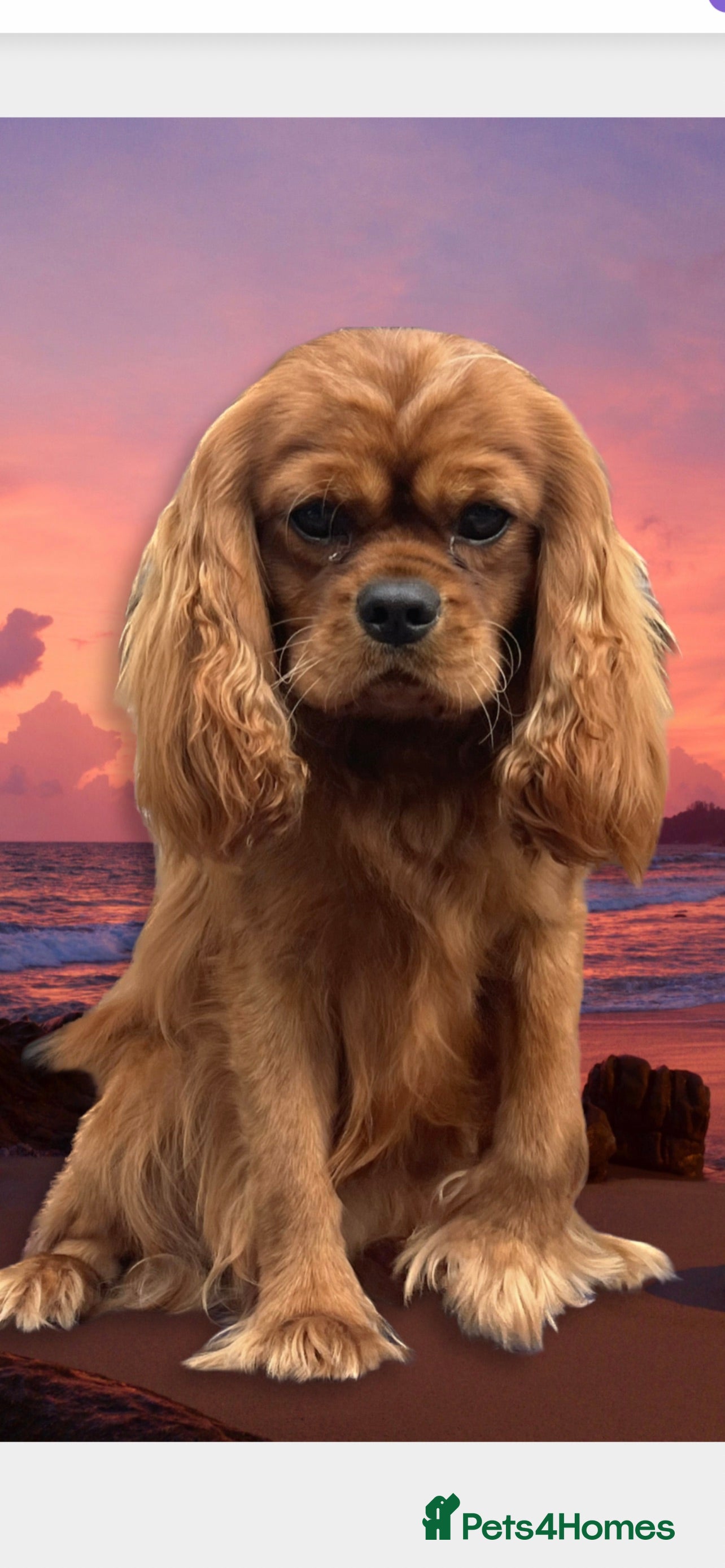 Cavalier King Charles Spaniel dogs HEALTH TESTED KC REG RUBY in Wigan - Advert 7