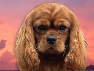 Cavalier King Charles Spaniel dogs HEALTH TESTED KC REG RUBY in Wigan - Advert 1