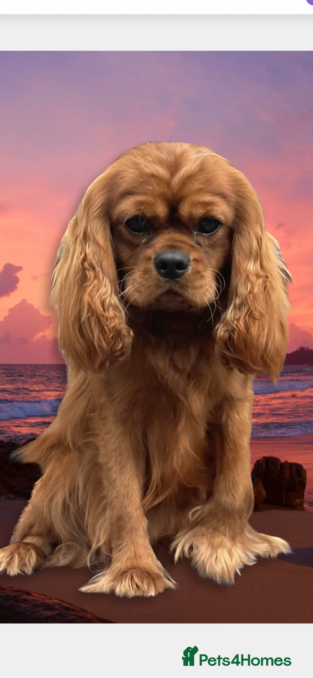 Cavalier King Charles Spaniel dogs for stud: HEALTH TESTED KC REG RUBY in Wigan - Advert 1