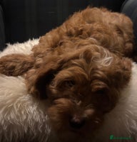 Cavapoo dogs Fabulous F1b Cavapoo litter - DNA clear - Advert 1