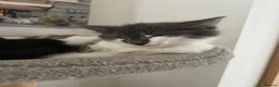 Mixed Breed cats for sale: Sweet boy ready to find his home - Advert 3