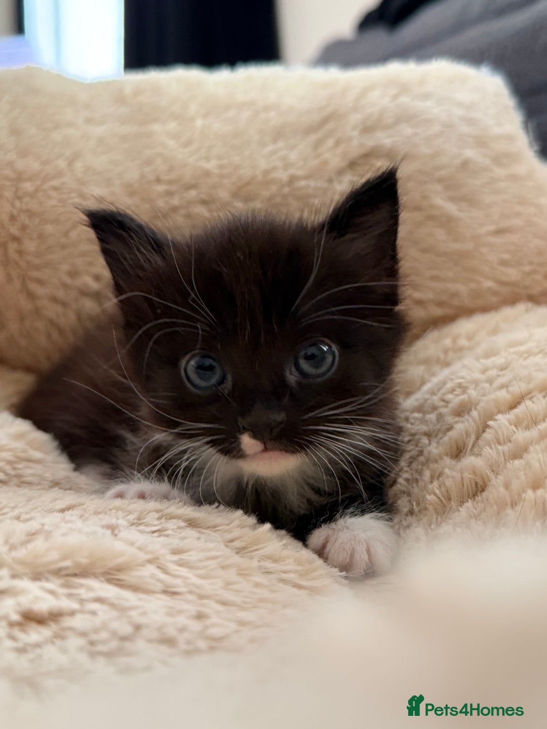 European cats for sale: Hope🐱 - Image 1