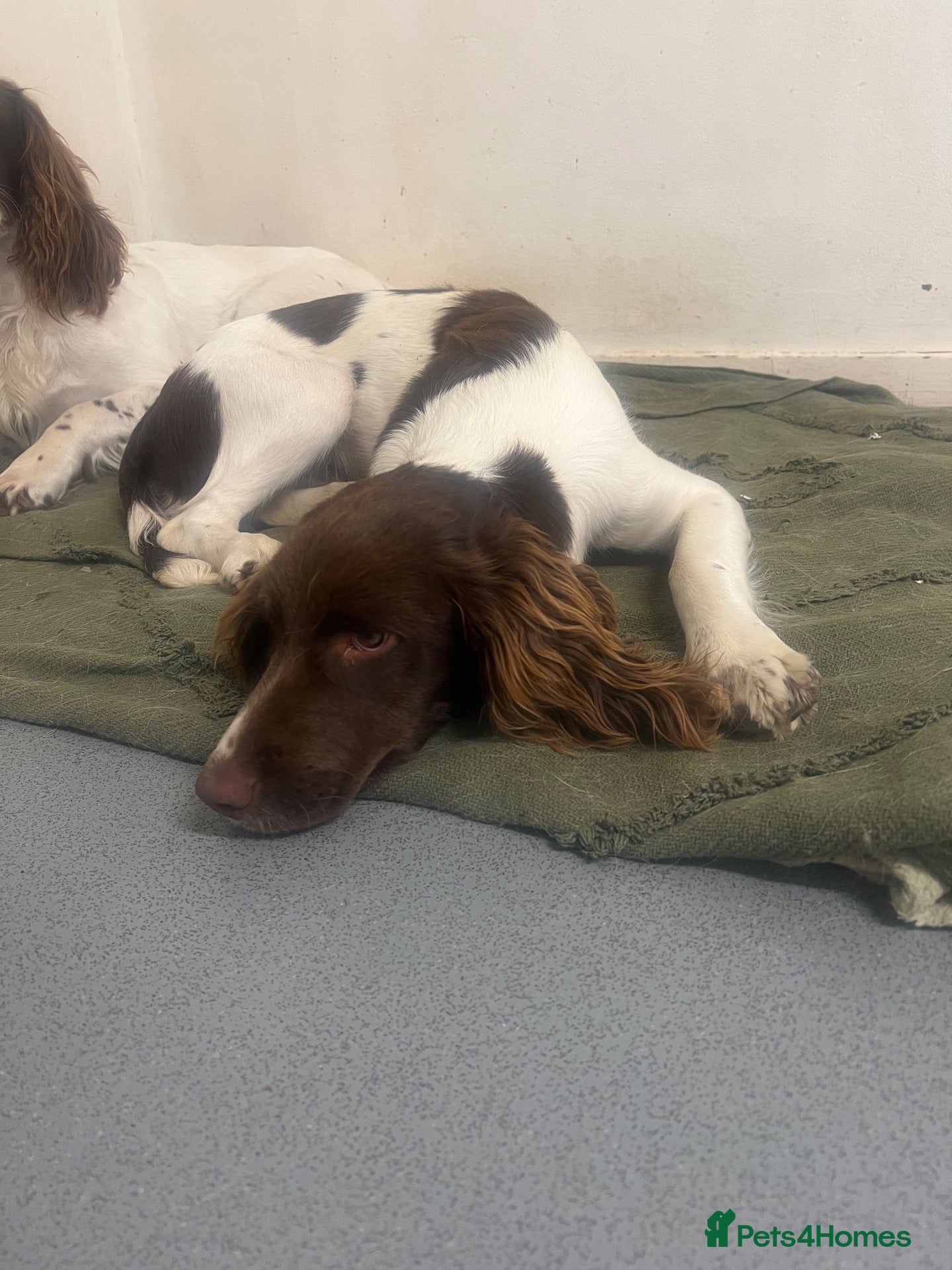 English Springer Spaniel dogs 8 month old female springer  - Advert 1