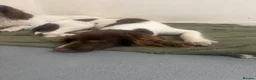 English Springer Spaniel dogs for sale: 8 month old female springer  - Advert 1