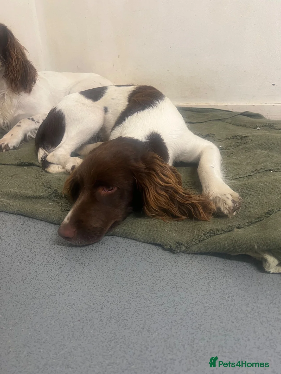 English Springer Spaniel dogs for sale: 8 month old female springer  - Advert 1
