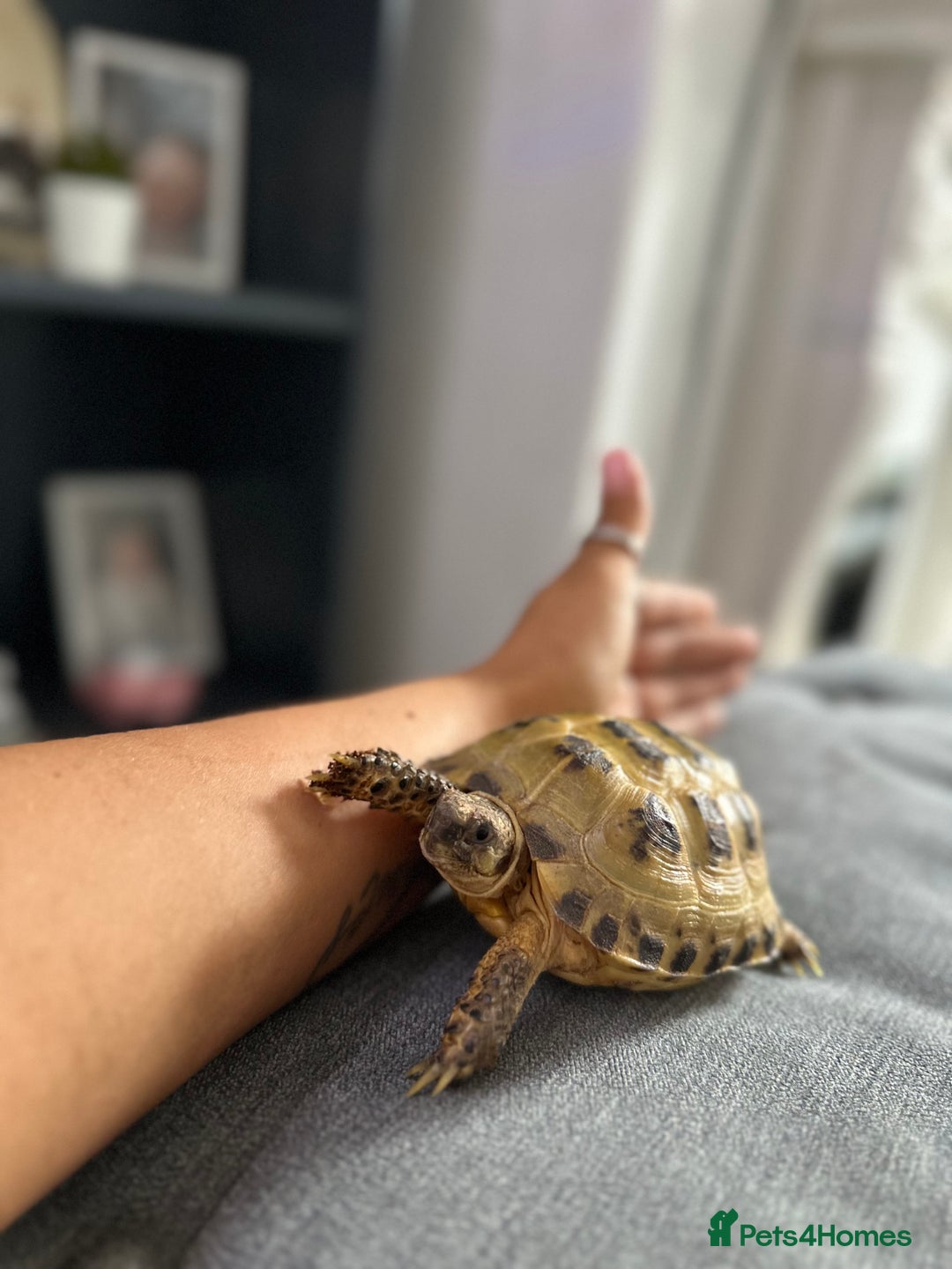 Tortoise reptiles for sale: 🐢 Horsefield Tortoise for Sale – 2–3 Years Old 🐢 - Advert 2