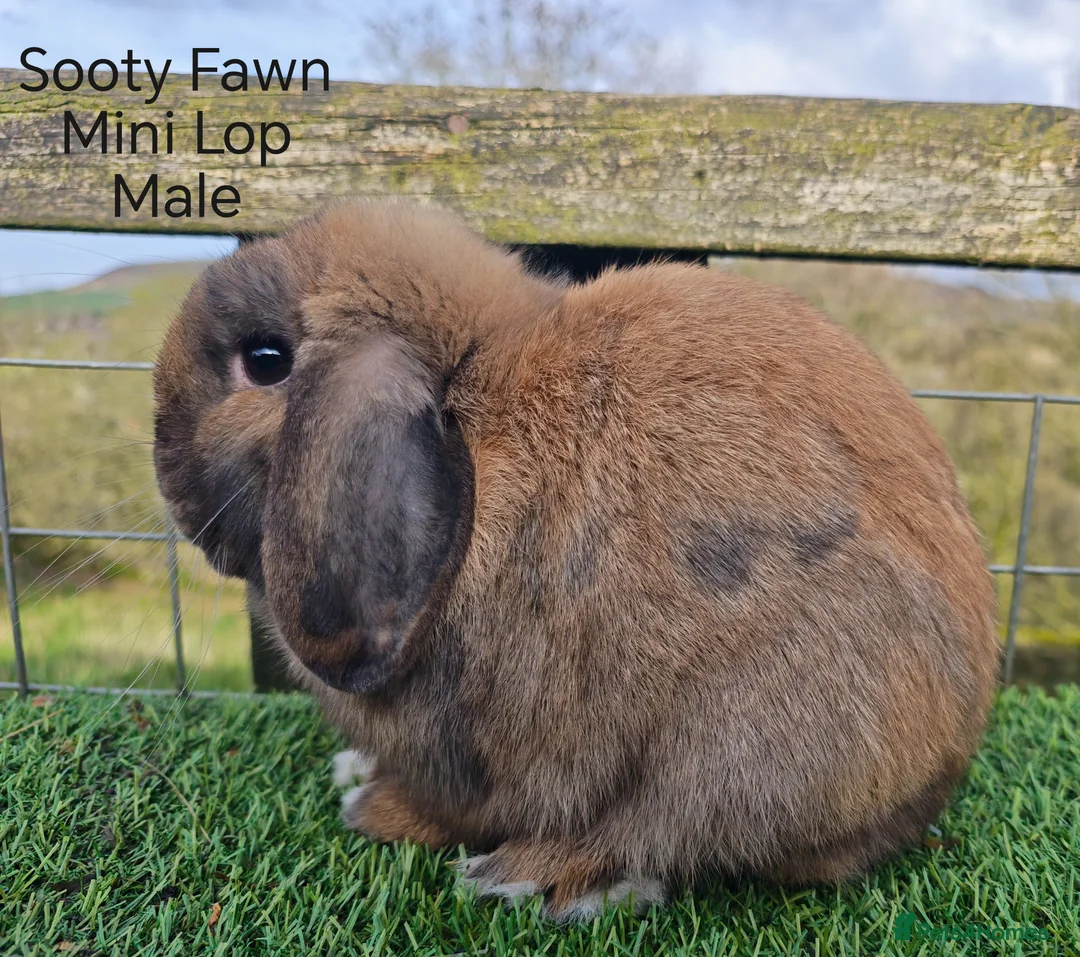 Mini Lop rabbits for sale: Various Adult Mini Lops - Advert 1