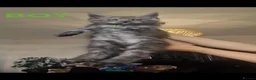 Maine Coon cats for sale: TICA Registered Maine Coon Kittens. - Advert 11