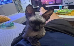 Sphynx cats for sale: Boy available  - Image 3