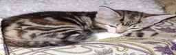 Mixed Breed cats for sale: Adorable kittens for sale **READY TO GO** - Advert 3