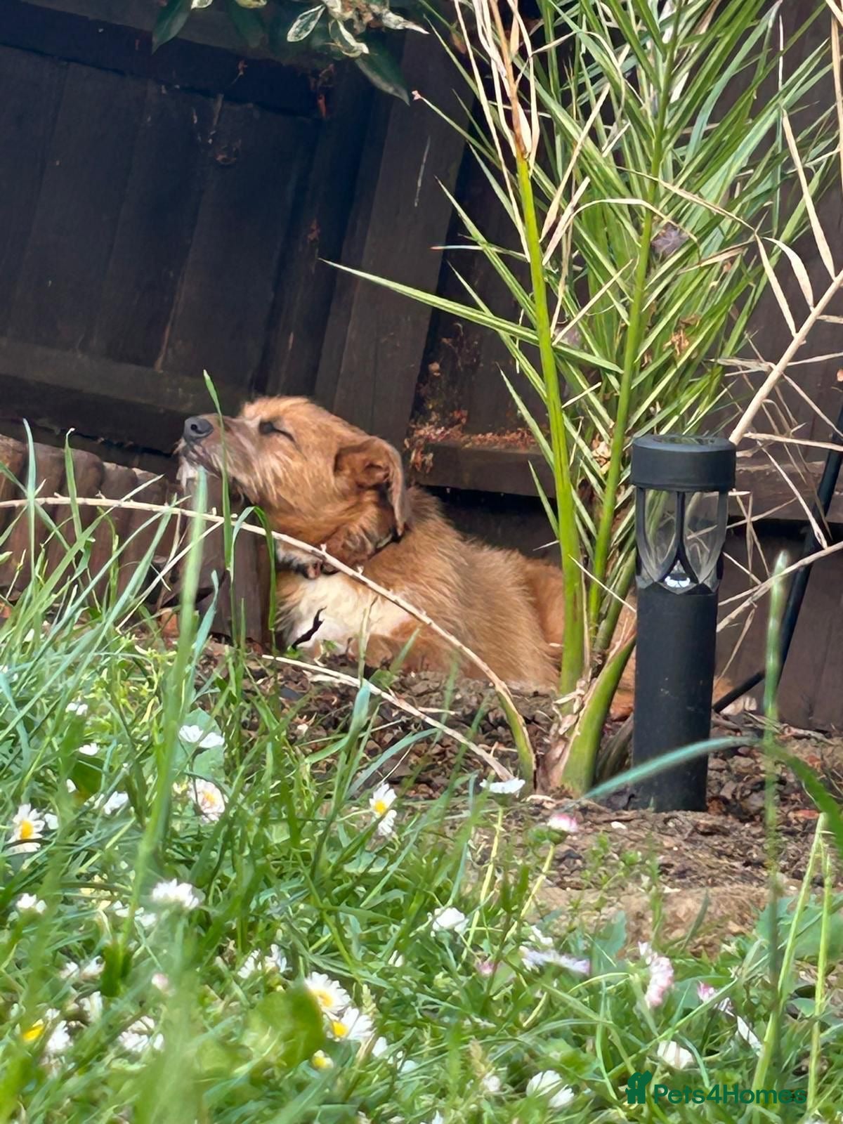Mixed Breed dogs for adoption: Roger  in Milton Keynes - Advert 3