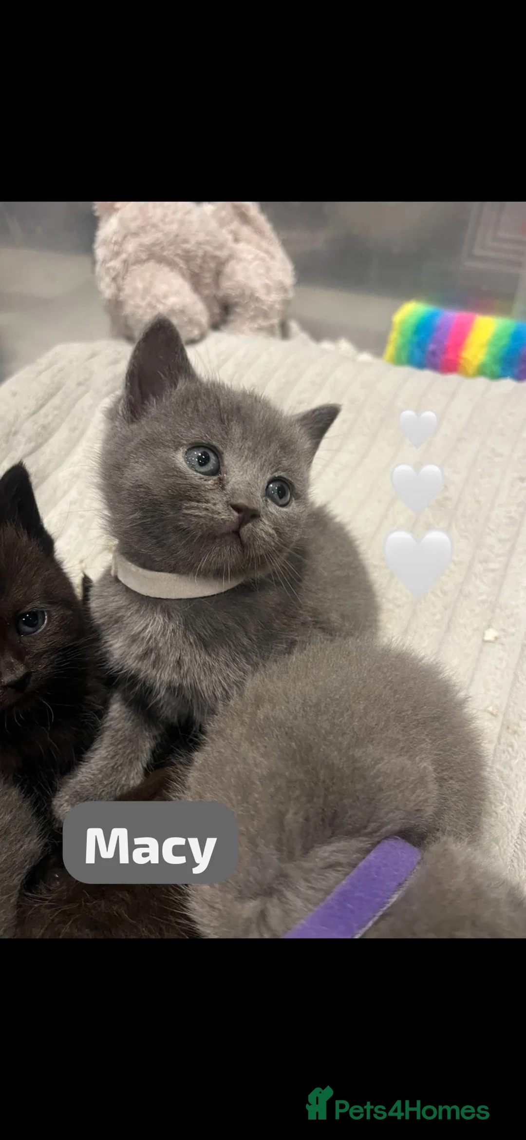 British Shorthair cats for sale: Beautiful British shorthair cross kittens🩵🩷 - Advert 20