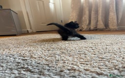 Mixed Breed cats for sale: Tortoiseshell/Mixed Kittens  - Image 3