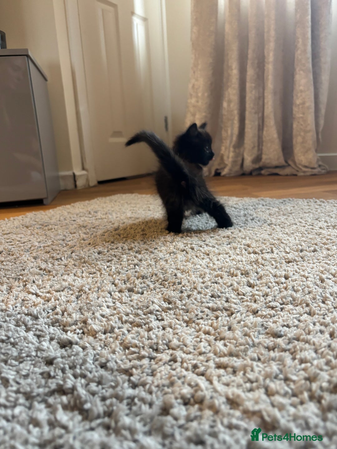 Mixed Breed cats for sale: Tortoiseshell/Mixed Kittens  - Image 3