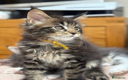 Maine Coon cats for sale: 2 Beautiful pedigree TICA reg Maine Coon kittens - Image 6