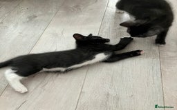 Russian Blue cats for sale: Beautiful little female kitty  - Image 3