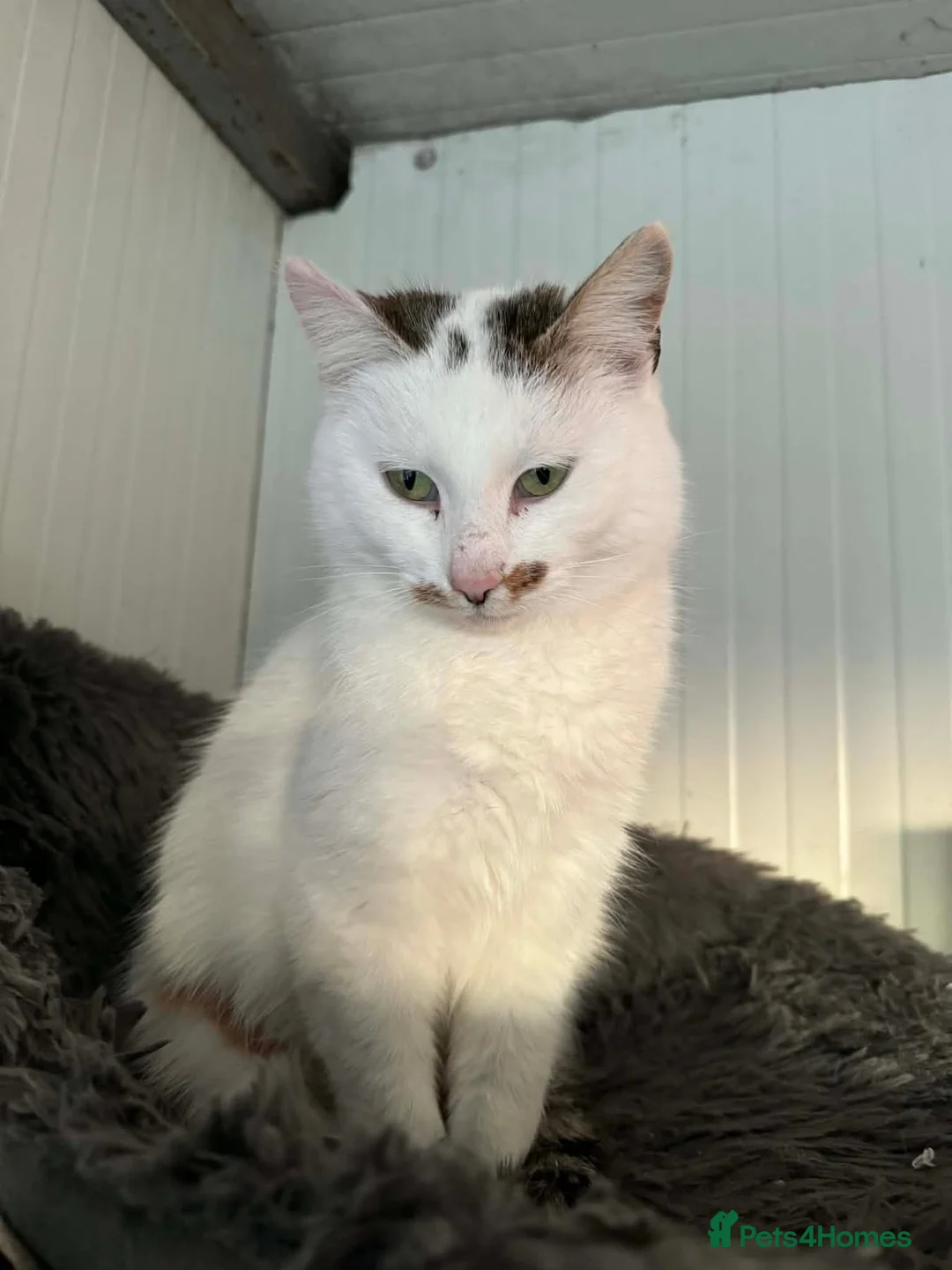 Mixed Breed cats for adoption: Victoria - Norwich Norfolk  - Advert 7