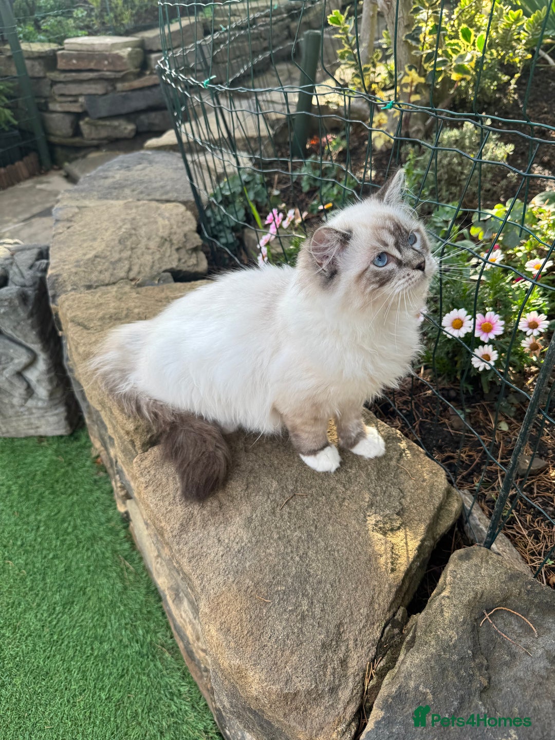 Ragdoll cats for sale: Active chocolate Tabby Girl  - Image 4