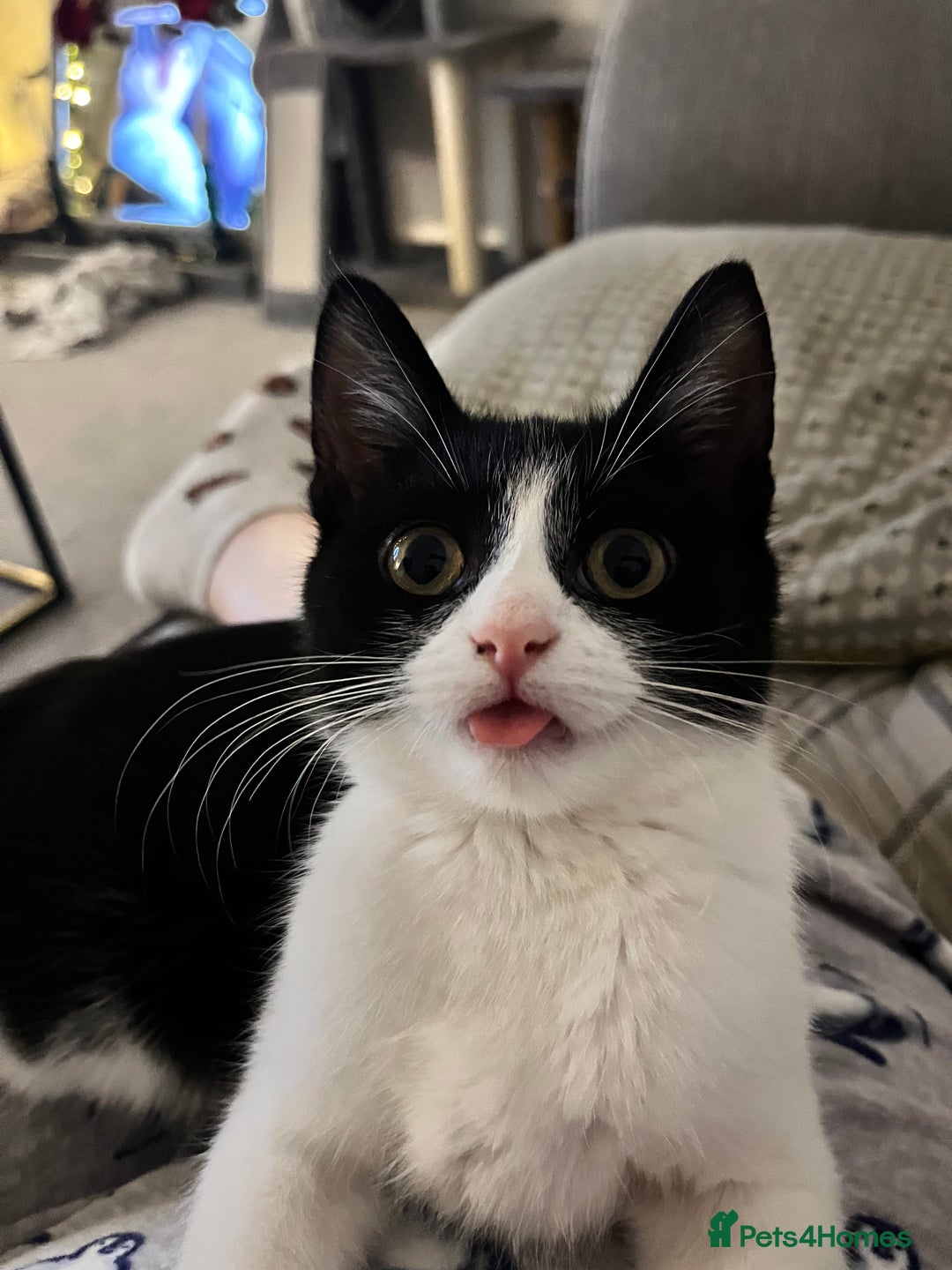 British Shorthair cats for sale: Timothy - Advert 1